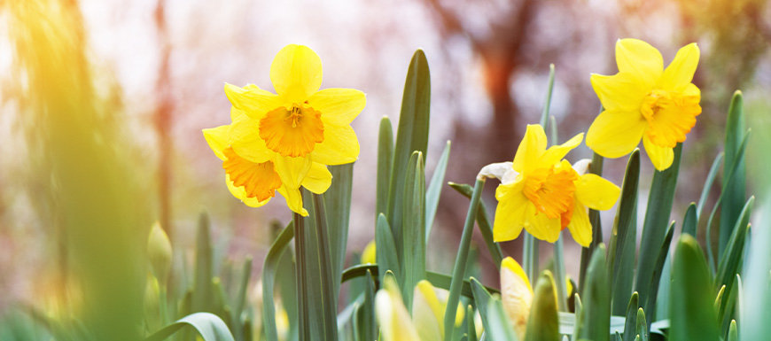 spring flowers